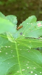 Camponotus castaneus