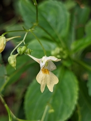 Impatiens parviflora