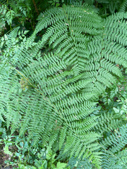 Athyrium filix-femina