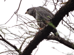 Buteo plagiatus