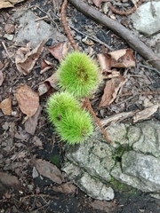 Castanea dentata