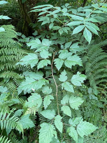 Salmonberry foliage