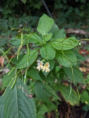 Impatiens parviflora