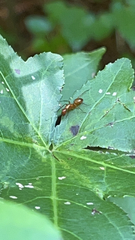 Camponotus castaneus