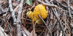 Amanita muscaria guessowii