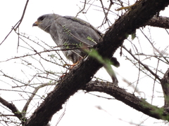 Buteo plagiatus