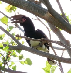 Bycanistes bucinator