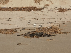 Charadrius hiaticula