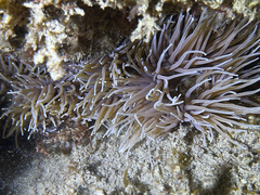 Anemonia viridis