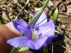 Aristea pusilla