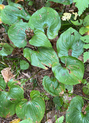Maianthemum dilatatum