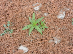 Eclipta prostrata