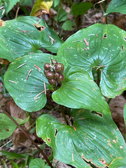 Maianthemum dilatatum