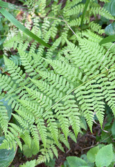 Athyrium filix-femina