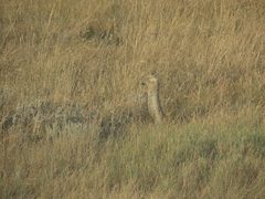 Urocitellus richardsonii