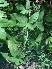 Rubus allegheniensis