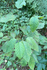 Alnus rubra