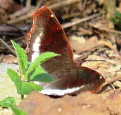 Eurytela hiarbas