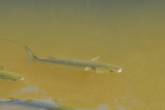 Mugilidae