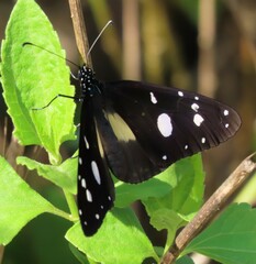 Amauris albimaculata