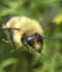 Bombus perplexus