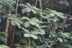 Cyathea manniana
