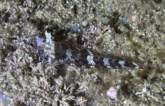 Tripterygion delaisi