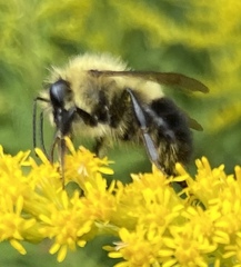 Bombus perplexus