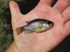 Lepomis gulosus