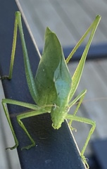 Amblycorypha