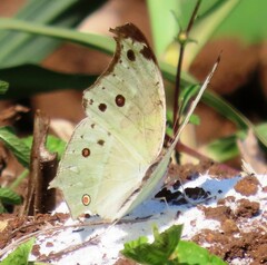 Protogoniomorpha parhassus