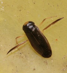 Corixini
