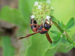 Pachodynerus erynnis