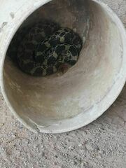 Pituophis deppei