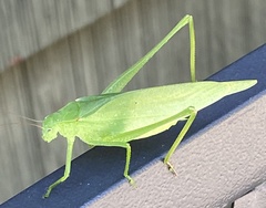 Amblycorypha