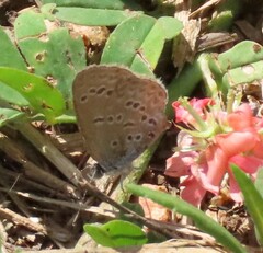 Zizeeria knysna