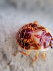 Podisus placidus