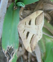 Chiasmia subcurvaria