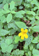 Erythranthe dentata