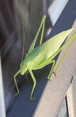 Amblycorypha