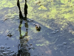Lithobates clamitans
