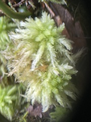 Sphagnum palustre