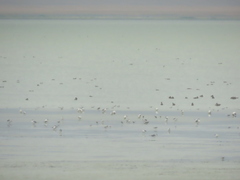 Leucophaeus pipixcan