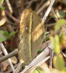 Brakefieldia perspicua