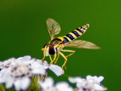 Sphaerophoria scripta