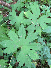 Petasites frigidus