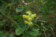 Rhinanthus serotinus aestivalis