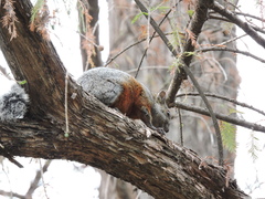 Sciurus aureogaster