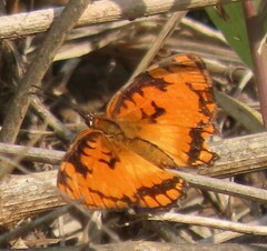 Byblia anvatara acheloia