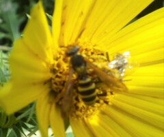 Nomada